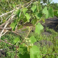 Cissus vitiginea L.